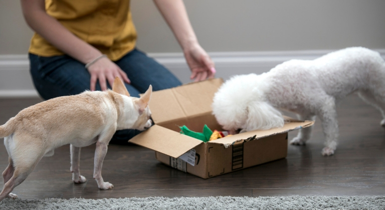 Making a DIY Toy for Your Pet When Traveling