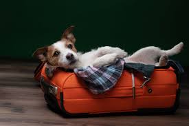 Things to Watch Out When Travelling With Pets